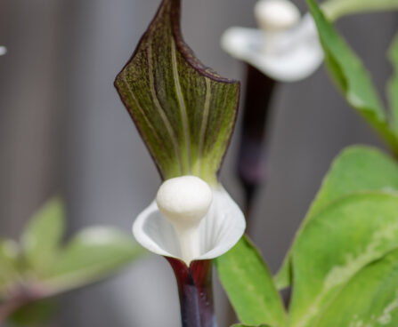 Arisaema sikokianum shikoku tulivõhk (5)