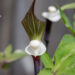 Arisaema sikokianum shikoku tulivõhk (5)