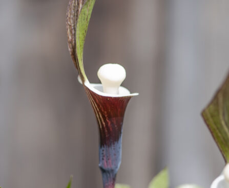 Arisaema sikokianum shikoku tulivõhk (6)