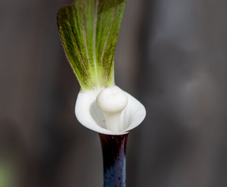 Arisaema sikokianum shikoku tulivõhk (7)