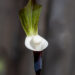 Arisaema sikokianum shikoku tulivõhk (7)