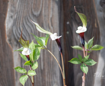 Arisaema sikokianum shikoku tulivõhk