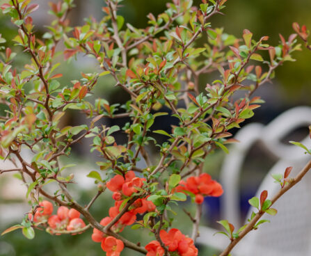 Chaenomeles japonica `Orange Trail` ebaküdoonia (2)