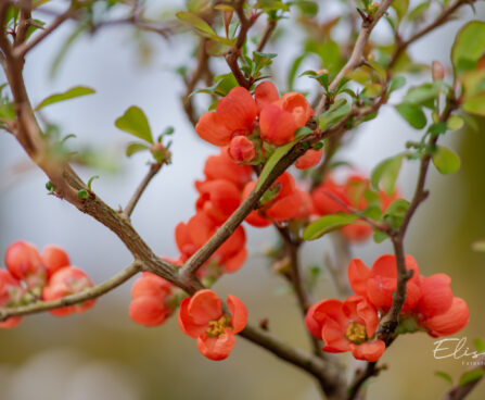 Chaenomeles japonica `Orange Trail` ebaküdoonia (3)