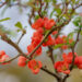 Chaenomeles japonica `Orange Trail` ebaküdoonia (3)