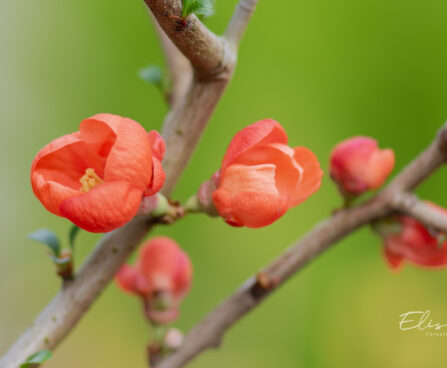 Chaenomeles japonica `Orange Trail` ebaküdoonia