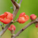 Chaenomeles japonica `Orange Trail` ebaküdoonia