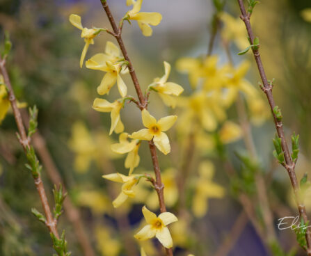 Forsythia `Kanarek` forsüütia (2)