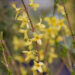 Forsythia `Kanarek` forsüütia (2)