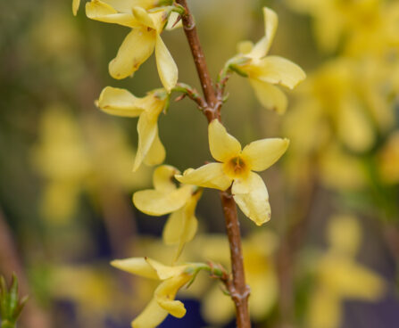 Forsythia `Kanarek` forsüütia