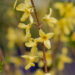 Forsythia `Kanarek` forsüütia