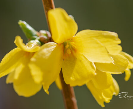 Forsythia intermedia `Goldrausch` forsüütia (2)