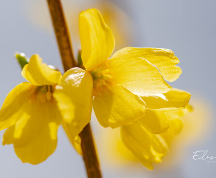 Forsythia intermedia `Goldrausch` forsüütia