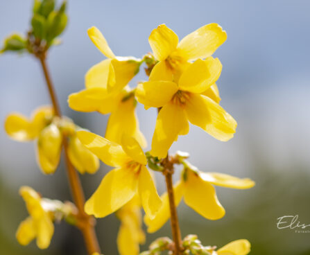 Forsythia intermedia `Goldzauber forsüütia (2)