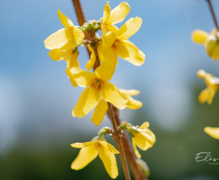 Forsythia intermedia `Goldzauber forsüütia