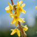 Forsythia intermedia `Goldzauber forsüütia