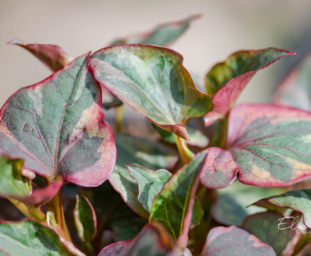 Houttuynia cordata `Pied Piper` soorohi (2)