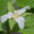 Trillium grandiflorum suureõileine kolmiklill (2)