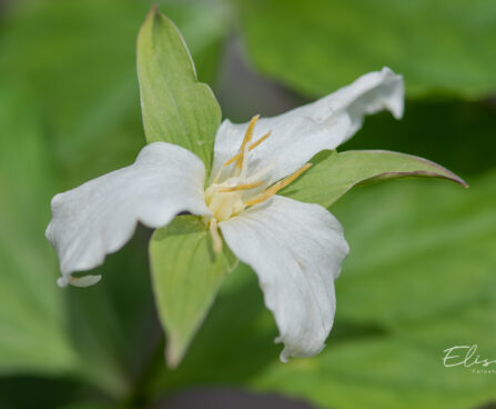 Trillium grandiflorum suureõileine kolmiklill (2)