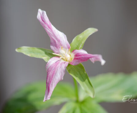 Trillium grandiflorum suureõileine kolmiklill (3)