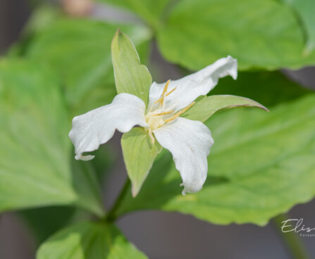 Trillium grandiflorum suureõileine kolmiklill