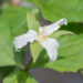 Trillium grandiflorum suureõileine kolmiklill