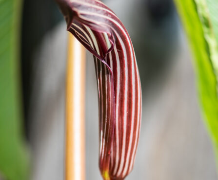 Arisaema costatum sikkimi tulivõhk