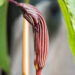 Arisaema costatum sikkimi tulivõhk