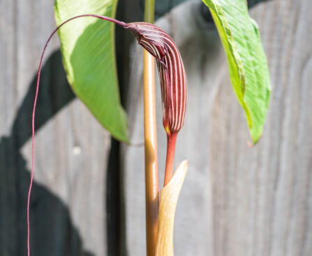 Arisaema costatum sikkimi tulivõhk (2)