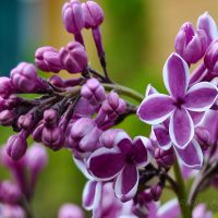 388_6287_Syringa_vulgaris_Sensation.jpg