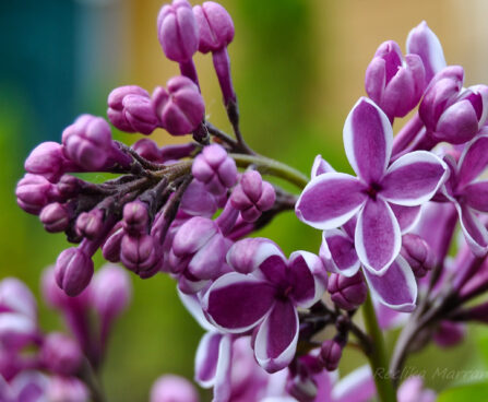 388_6287_Syringa_vulgaris_Sensation.jpg