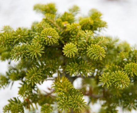 392_7031_Abies_koreana.JPG