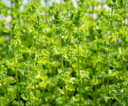 Mentha spicata `Crispa` rohemünt