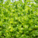 Mentha spicata `Crispa` rohemünt