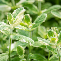 Mentha suaveolens `Pinedo` münt (2)