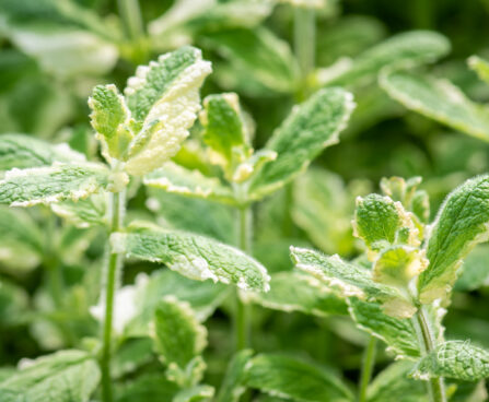 Mentha suaveolens `Pinedo` münt (2)