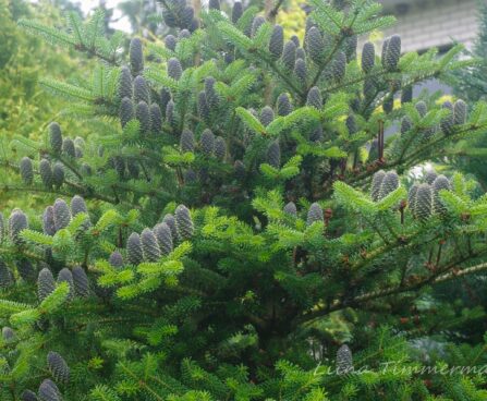 392_7404_Abies_koreana.JPG