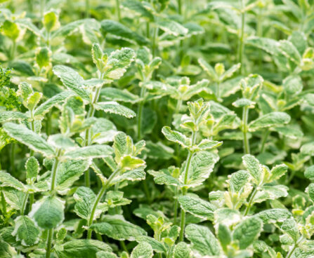 Mentha suaveolens `Pinedo` münt