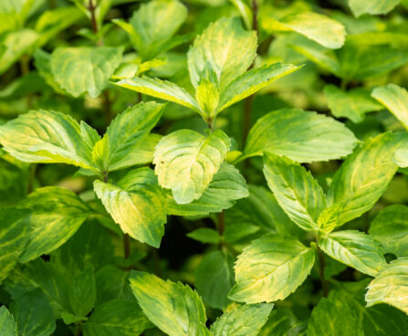 Mentha gracilis `Ginger` väärismünt