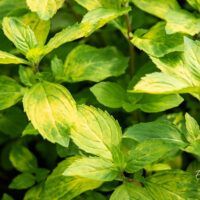 Mentha gracilis `Ginger` väärismünt (2)