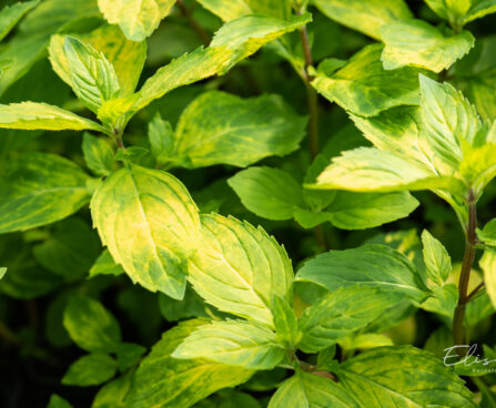 Mentha gracilis `Ginger` väärismünt (2)