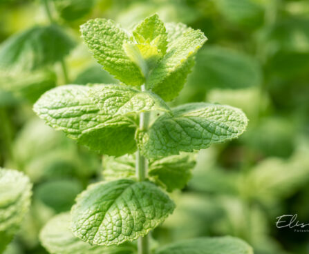 Mentha suaveolens `Pomo` münt (2)