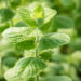 Mentha suaveolens `Pomo` münt (2)