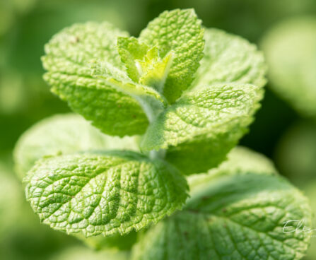 Mentha suaveolens `Pomo` münt