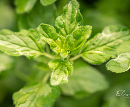 Origanum vulgare `Panta` harilik pune