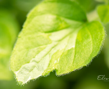 Origanum vulgare `Panta` harilik pune. (2)