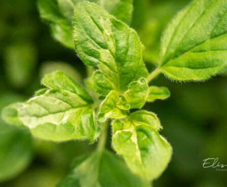 Origanum vulgare `Panta` harilik pune.