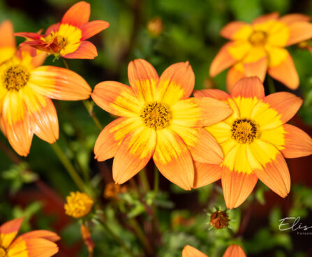 Bidens ferulifolia `Bidy Boom Fireside` ruse (2)
