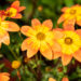 Bidens ferulifolia `Bidy Boom Fireside` ruse (2)