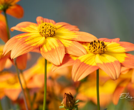 Bidens ferulifolia `Bidy Boom Fireside` ruse